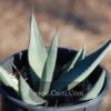 Agave Sharkskin