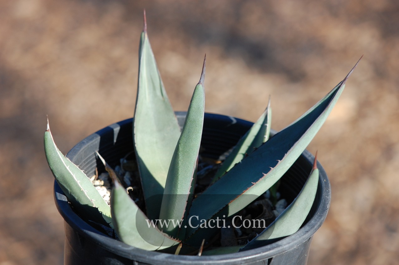 Agave Sharkskin aka 'Sharkskin Agave'