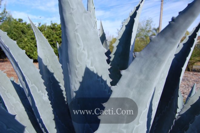 Agave americana prints its own leaves