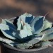 Zone 8b Archives - Cacti.com