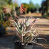 Aloe acutissima variety acutissima