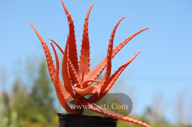 Aloe cameronii 1g