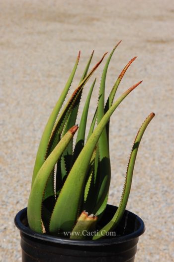 Aloe Cryptopoda 7482