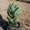 Aloe diistans
