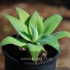 Agave attenuata