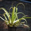 Agave bracteosa