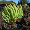 Tylecodon paniculatus var. dinterii