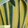 Edges of leaves are amazing when backlit.