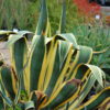 Leaves often wil droop alittle giving the overall plant a Tulip shape