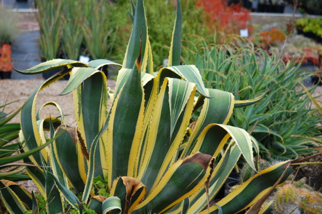 Leaves often wil droop alittle giving the overall plant a Tulip shape