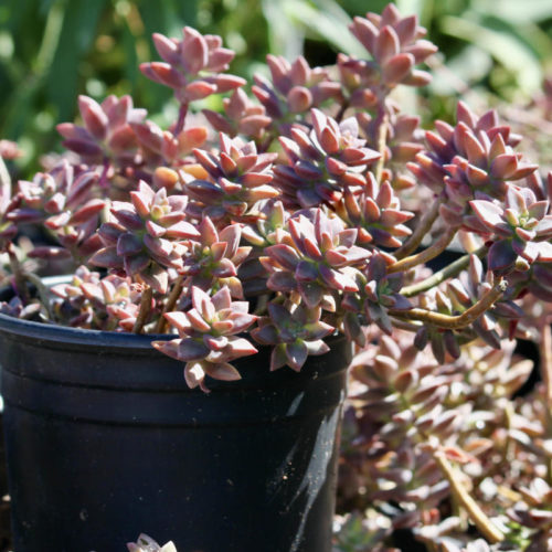 Graptosedum Vera Higgins is a lovely rusty-red colored succulent.