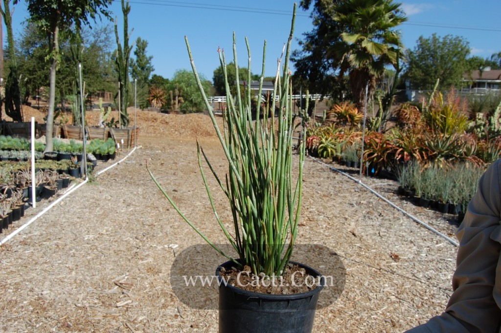 Euphorbia antisyphilitica - Cacti.com