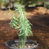 Euphorbia loricata