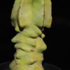 Lophocereus schottii obesa