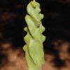 Totem Pole Cactus-Spiral Form