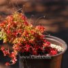 Crassula radicans