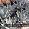 Agave Sharkskin aka 'Sharkskin Agave' - Image 4