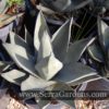 Agave Sharkskin aka 'Sharkskin Agave' - Image 3
