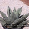 Agave Sharkskin aka 'Sharkskin Agave' - Image 2