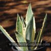 Agave amaricana marginata 1gal