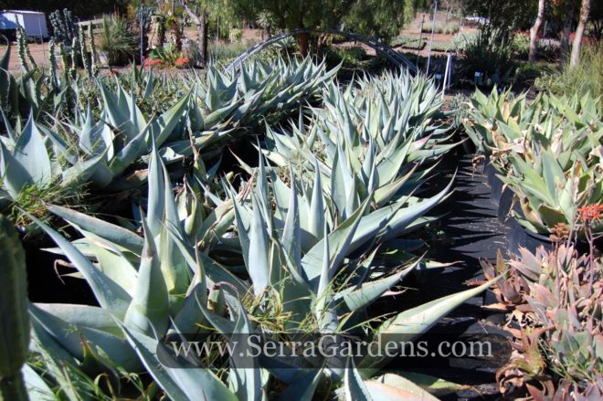 Agave guiengola 15gal