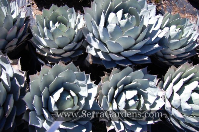Agave parry variety huachucensis 5gal