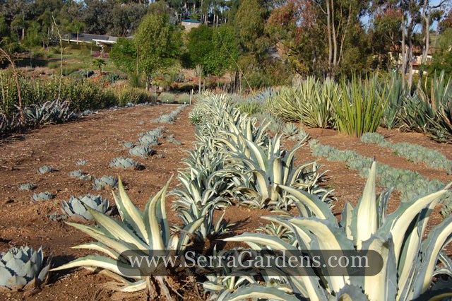 Agave medio picta growing in our field