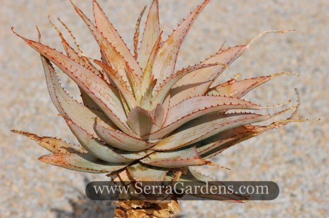 Aloe glauca grows into a small tree about 3' talll