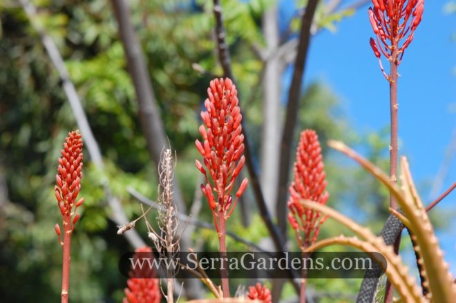 Aloe kedongensis has excellen red flowers in Winter.