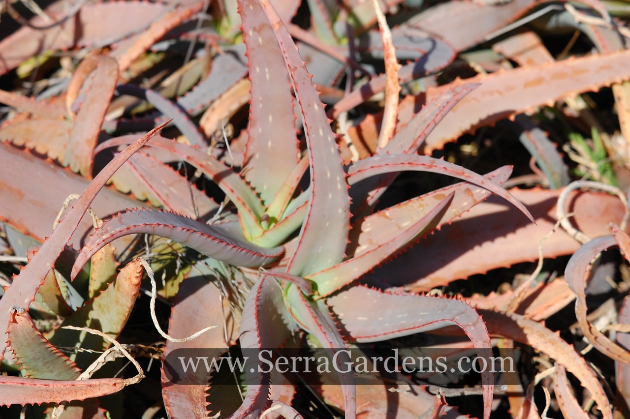 Beautiful pinks ans blushing colors.