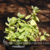 Plectranthus amboinicus aka Indian Borage