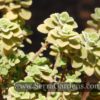 Plectranthus amboinicus aka Indian Borage - Image 3