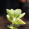 Plectranthus amboinicus aka Indian Borage - Image 4