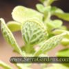Plectranthus amboinicus aka Indian Borage - Image 2