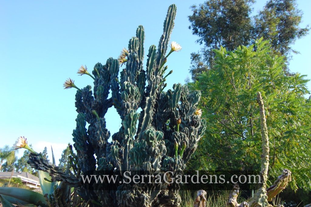 Cereus peruvianus monstrose - Cacti.com
