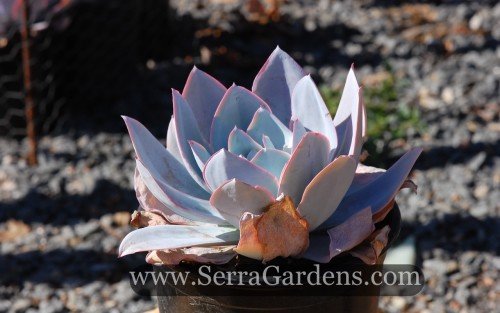 Echeveria cante (Crassulaceae) - Cacti.com