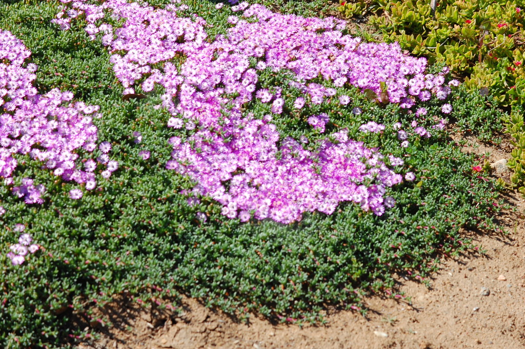 Ruschia lineolata (Ground cover)