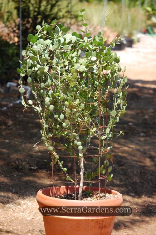 Xerosicyos danguyi (Cucurbitaceae) - Cacti.com