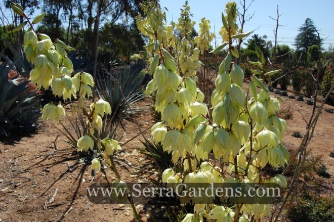 Yucca rupicola blossom1