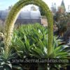 The Agave attenuata flower hanges down and forms a magical doorway.