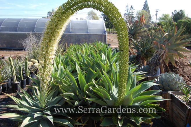 The Agave attenuata flower hanges down and forms a magical doorway.