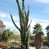 Alluaudia procera "Madagascar Ocotillo" larger specimens - Image 2