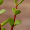Portulacaria afra macrophylla - Image 2