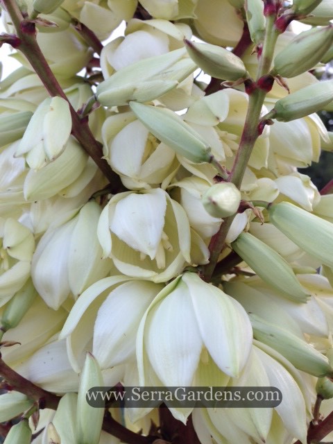 yucca petals