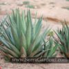 Agave triangularis (5 and 15 gallons) - Image 2