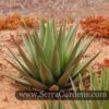 Agave triangularis (5 and 15 gallons)