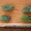 Trichocereus bridgessii monstrose form A