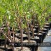 Crassula sarcocaulis