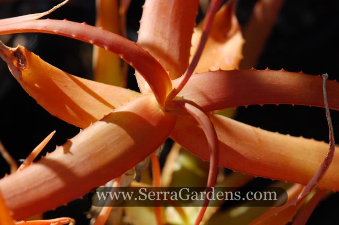 Bright orange contrasts this cute aloe with its relative variety acciutissima.