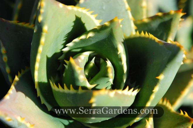 Aloe distans develops striking symmetry.